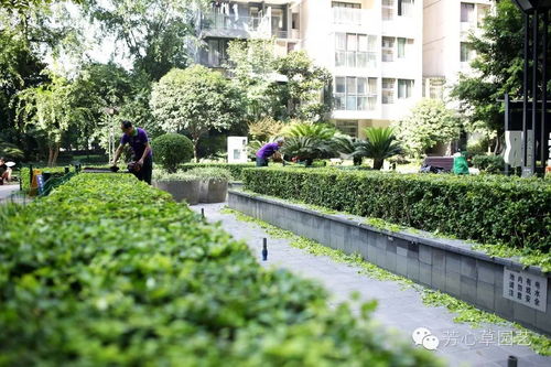 成都芳心草園藝小區綠化養護案例展示 打造生態宜居典范
