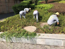 小區綠化養護 打造宜居環境的綠色秘籍